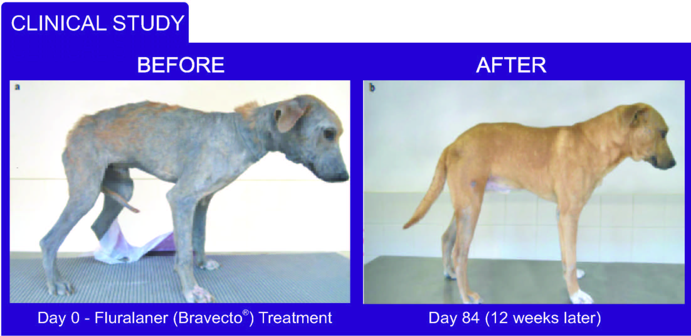 Photo inspiration: Flea Preventative For Cats With Demodectic Mange Reference: Flea Tick Prevention For Dogs Cats