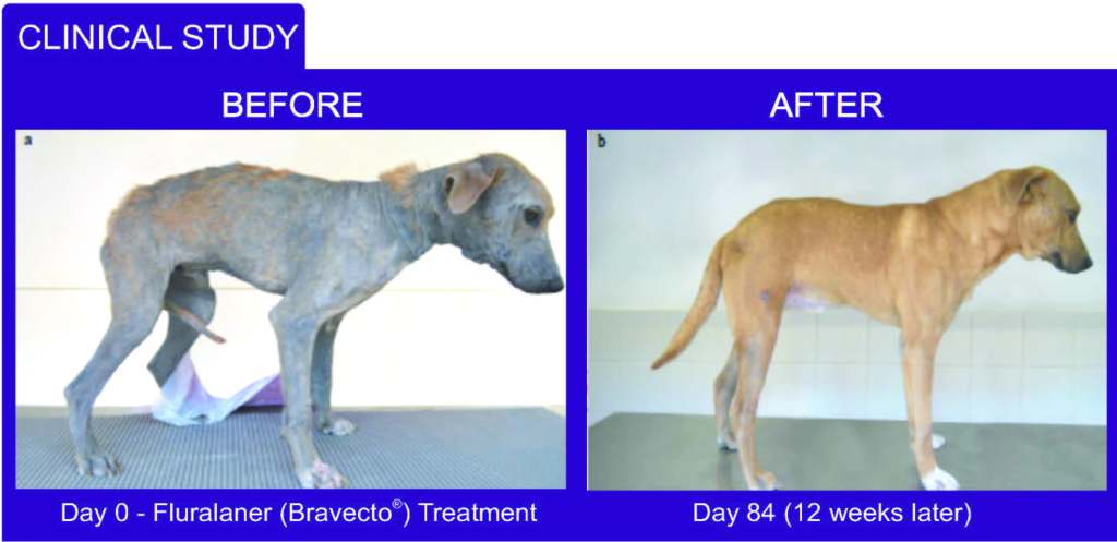 Demodex before and After clinical study
