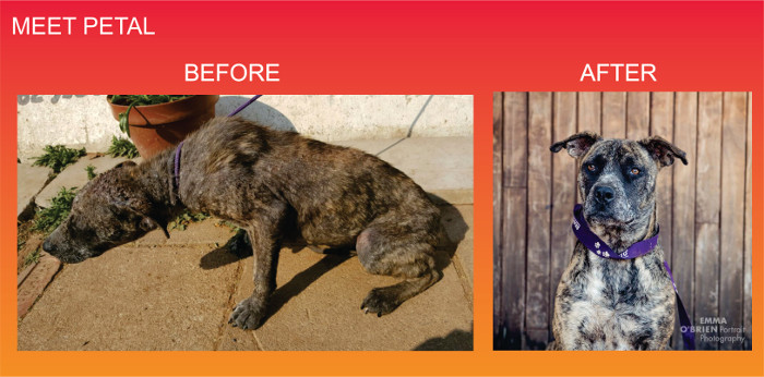Dog before and after mites
