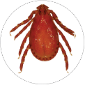 Yellow Dog Tick