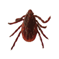 Brown dog tick Rhipicephalus Sanguineus