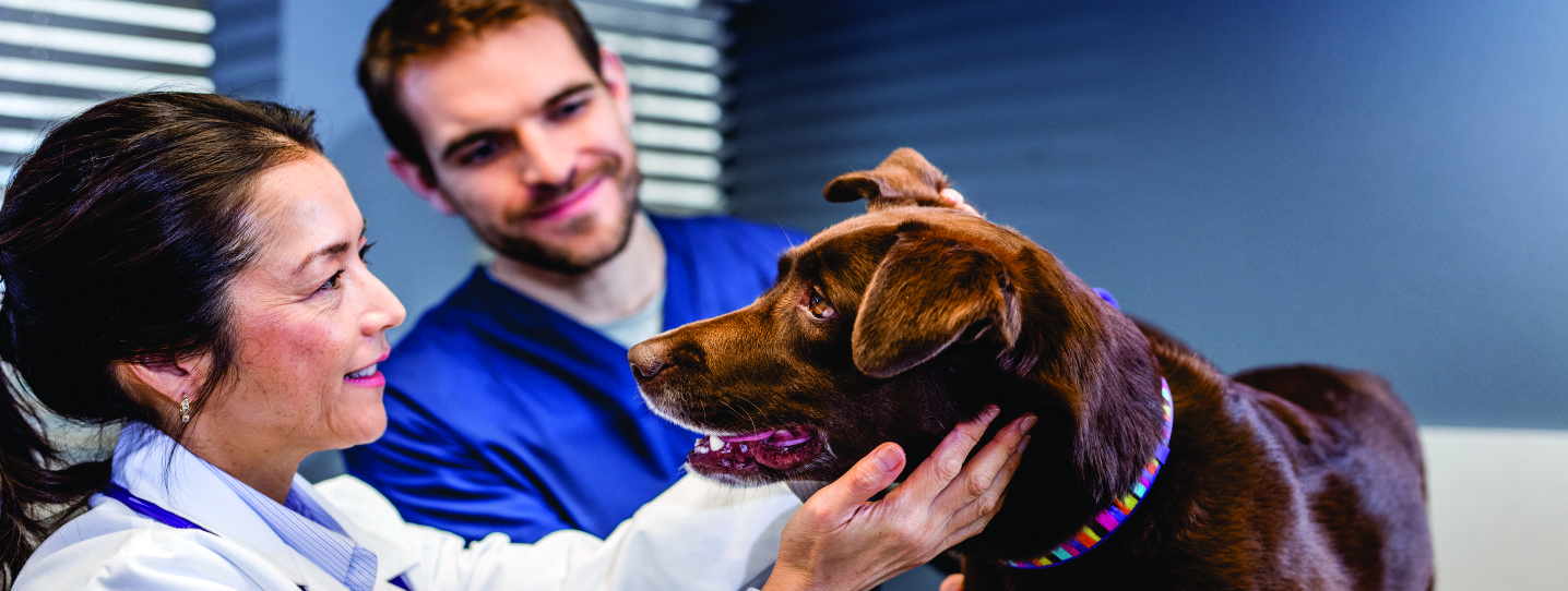 BRAVECTO 12 weeks Flea & Ticks Protection