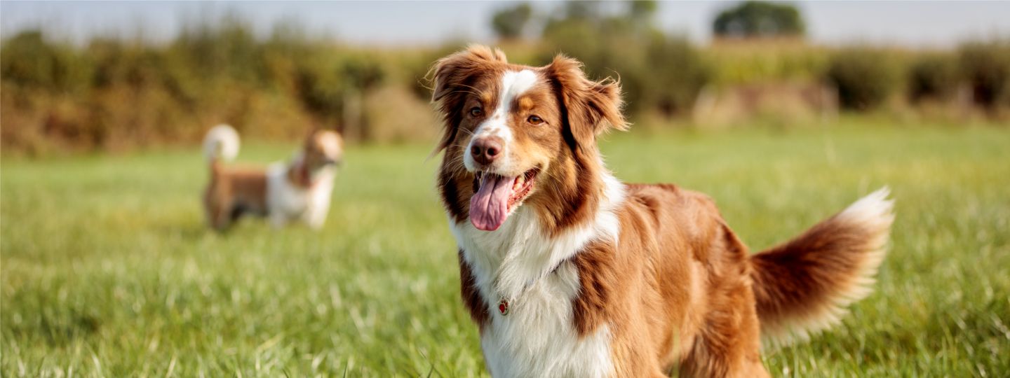 BRAVECTO 12 week Flea & Tick Protection