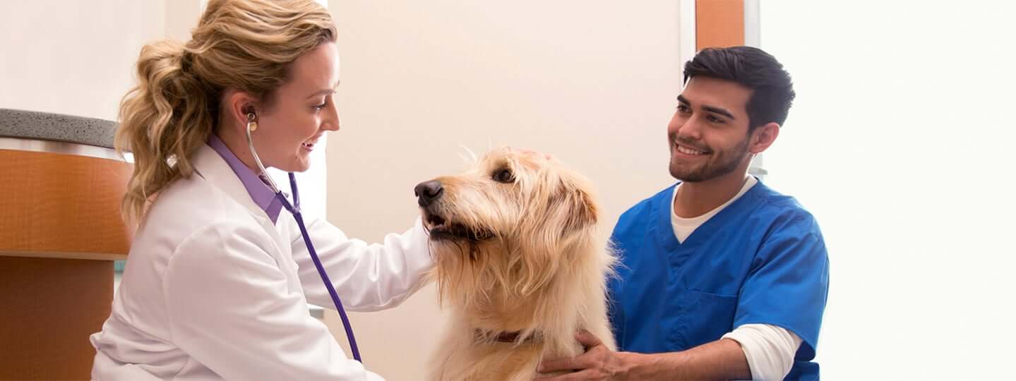 BRAVECTO 12 week Flea & Tick Protection
